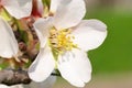 Almond white flowers