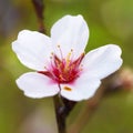 Almond white flowers