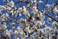 Almonds and almond flowers in tree with blue sky Royalty Free Stock Photo