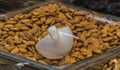Almonds basket in super market