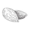 2 almonds illustration - black and white Royalty Free Stock Photo