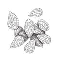 Selection of almonds - black and white illustration Royalty Free Stock Photo