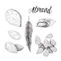 Almonds collection - black and white illustration Royalty Free Stock Photo