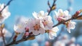 Almonds in bloom, flowers on the right side