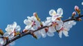 Almonds in bloom, flowers on the right side