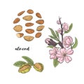 Almonds blossoms on branch and fruits vector sketch