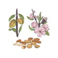 Almonds blossoms and fruits on branch vector sketch