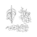 Almonds blossoms and fruits on branch vector sketch