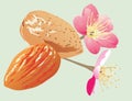 Almonds and flowers