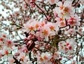 Almonds flowers Royalty Free Stock Photo