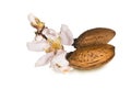 Almonds flowers seed isolated in white for background Royalty Free Stock Photo