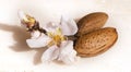 Almonds flowers seed isolated in white for background Royalty Free Stock Photo