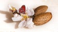 Almonds flowers seed in white for background Royalty Free Stock Photo