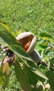 Almonds general (Amygdalus communis L.) - fetus