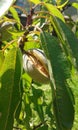 Almonds general (Amygdalus communis L.) - fetus