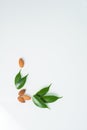 Almonds and green leaves isolated on a white background. spring composition, top view. nutritious nut, healthy nutrition