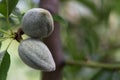 Almonds growing on branch Royalty Free Stock Photo