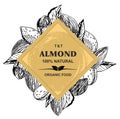 Almonds Hand drawn sketches vector in vintage style