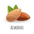 Almonds icon, cartoon style