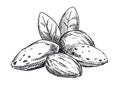 Almonds illustration. Black and white version Royalty Free Stock Photo