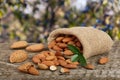 Almonds with leaf in bag from sacking on a wooden table with blurred garden background Royalty Free Stock Photo