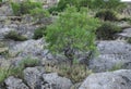 Almonds on the mountain Sulaiman-Too Royalty Free Stock Photo