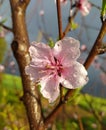 Almonds nuts flowers rose agriculture rain water dropps Royalty Free Stock Photo