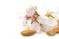 Almonds nuts with flowers Royalty Free Stock Photo