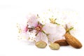 Almonds nuts with flowers Royalty Free Stock Photo
