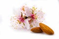 Almonds nuts with flowers Royalty Free Stock Photo