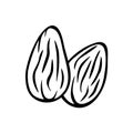 Almonds nuts isolated vector icon. Two almond nuts hand drawn illustration.