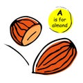 Almonds nuts vector illustration