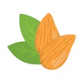 Almonds nuts. Vector illustration