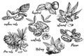Almonds, Pecan, Cashew nuts, Hazelnut, Pine nuts, Walnuts and Nutmeg sketch illustrations. Graphic Hand drawn