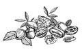 Almonds, Pecan, Cashew nuts, Hazelnut, Pine nuts, Walnuts and Nutmeg sketch illustrations. Hand drawn illustrations