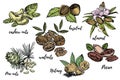 Almonds, Pecan, Cashew nuts, Hazelnut, Pine nuts, Walnuts and Nutmeg sketch illustrations. Vector Hand drawn Royalty Free Stock Photo