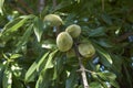 Almonds on prunus dulcis tree