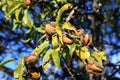 Almonds in tree, Abruzzo, Italy