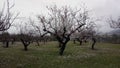 Almonds tree from Albaida & x28;Valencia& x29;& x28;Spain& x29; Royalty Free Stock Photo