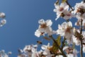 Almonds tree blossom, springtime in orchard, nature background w Royalty Free Stock Photo
