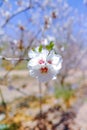 Almonds tree blossom, springtime in orchard, nature background w Royalty Free Stock Photo