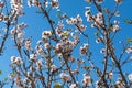 Almonds tree blossom, springtime in orchard, nature background w Royalty Free Stock Photo