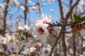 Almonds tree blossom, springtime in orchard, nature background w Royalty Free Stock Photo