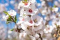 Almonds tree blossom, springtime in orchard, nature background w Royalty Free Stock Photo