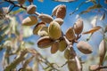 Almonds on Tree Royalty Free Stock Photo