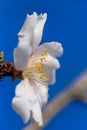 Almonds tree flowers macro spring background Royalty Free Stock Photo