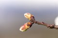 Almonds tree flowers macro spring background Royalty Free Stock Photo