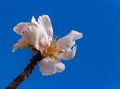 Almonds tree flowers macro spring background blue Royalty Free Stock Photo