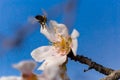 Almonds tree flowers macro spring background blue Royalty Free Stock Photo