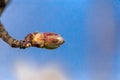 Almonds tree flowers macro spring background Royalty Free Stock Photo